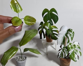 Dollhouse Printables 1:6 wilted Miniature Paper Plants (digital download) Monstera, Calathea, Strelitzia, Monstera Variegata