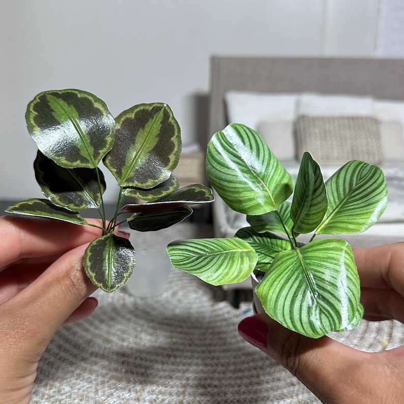 May include: Two small potted plants with green and white patterned leaves. The plants are being held in hands.