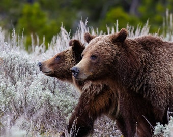Grizzly 399 & Spirit Limited Edition Print - Traveler - Grand Teton National Park