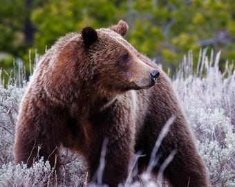 Grizzly 399 Limited Edition Print - Guardian of Grand Teton - Grand Teton National Park