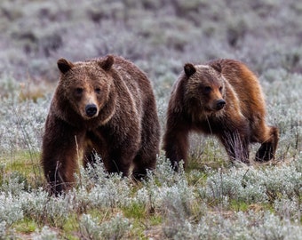 Grizzly 399 & Spirit Limited Edition Print - Trekking the Sage - Grand Teton National Park