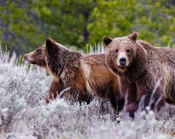 Grizzly 399 & Spirit Limited Edition Print - Teton Legends - Grand Teton National Park