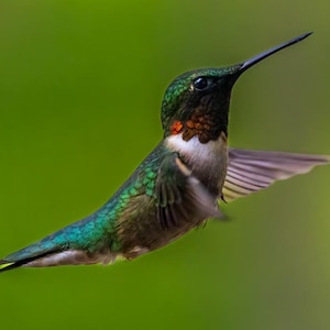 May include: A green and brown hummingbird with a red throat is in flight with its wings spread out. The hummingbird is against a green and brown blurred background.