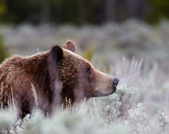 Grizzly 399 Limited Edition Print - Queen of the Tetons - Grand Teton National Park