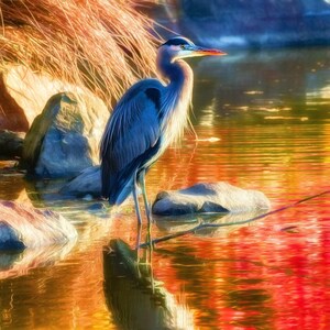 Great Blue Heron Photo Print or Canvas