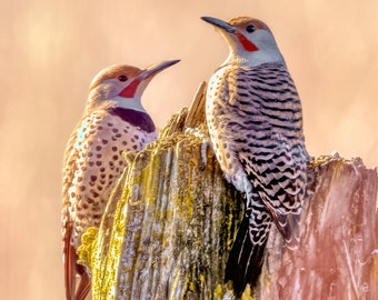 Northern Flicker Woodpeckers Photo Print