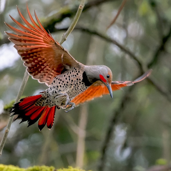 Northern Flicker Woodpecker Photo Print