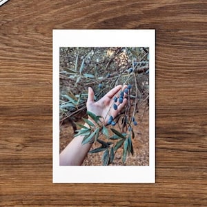 Può includere: Una mano si protende per toccare un ramo di ulivo con olive mature. Le olive sono di un colore blu-viola intenso e le foglie sono verdi.