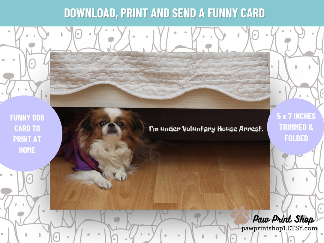 Funny Dog Printable | DIGITAL DOWNLOAD | Dog Birthday Card | Sassy Pet ...