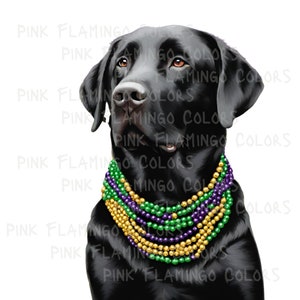 May include: A black Labrador Retriever wearing a multi-colored beaded necklace. The beads are green, purple, and gold.
