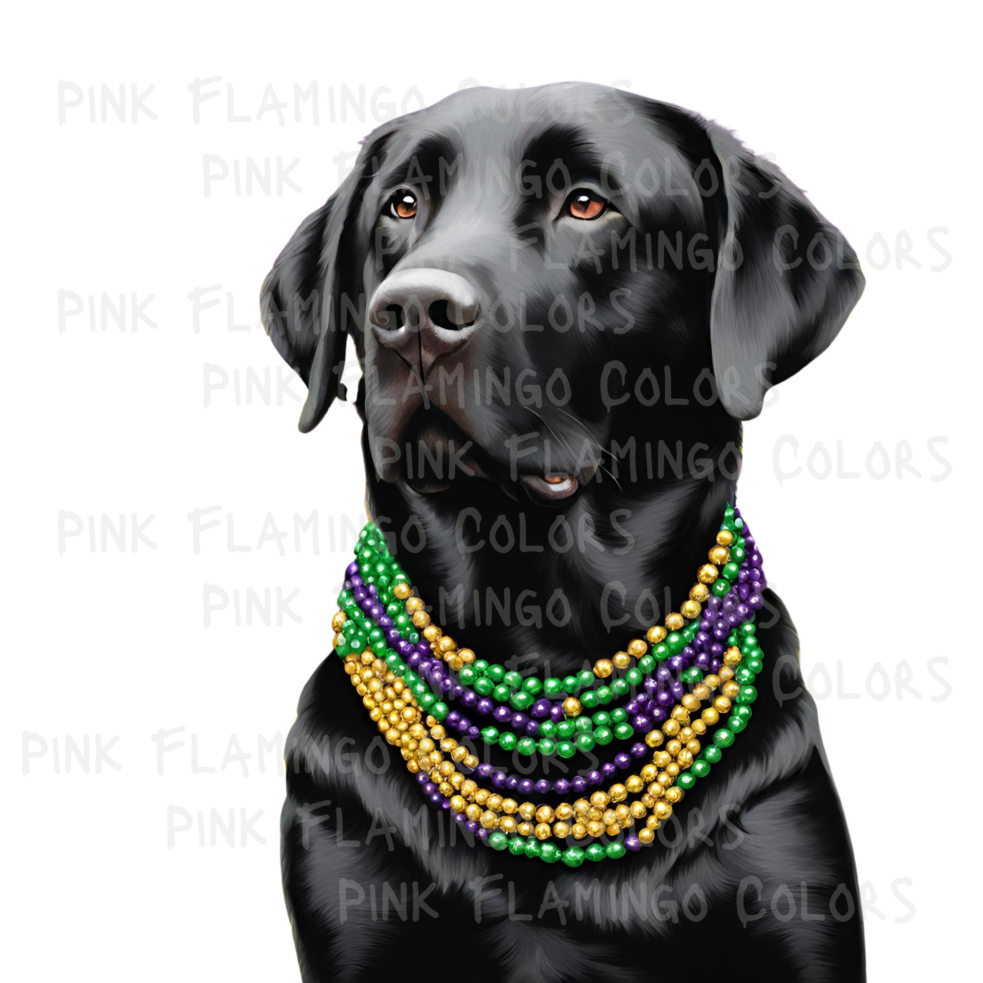 mardi gras dog racing results