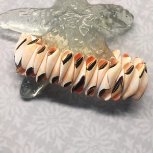 Op de afbeelding: Een armband gemaakt van kleine, witte schelpen met zwarte en oranje markeringen. De schelpen zijn in een spiraalvorm gerangschikt.