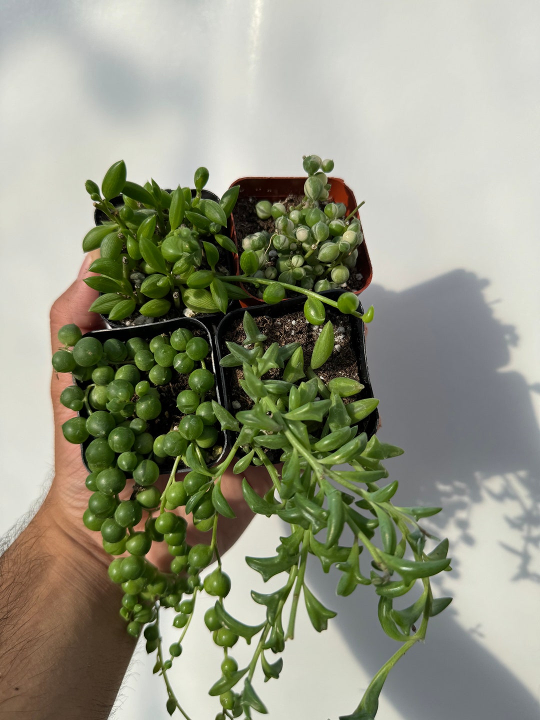 Strings of Things Succulent Bundle, Live String Succulents, Hanging