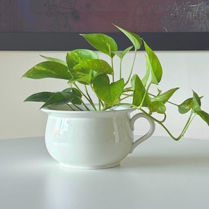May include: A white ceramic planter with a handle, filled with a green leafy plant. The plant is a pothos, with long trailing vines.