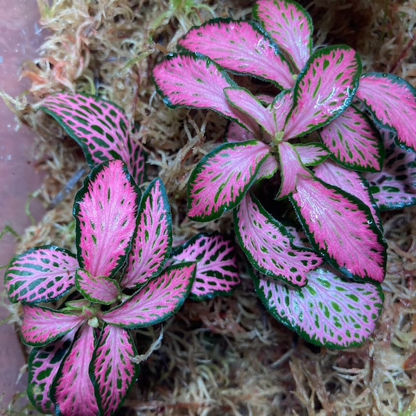 Pink Fittonia - rooting cutting