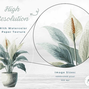 Puede incluir: Una ilustraci&oacute;n de acuarela de una planta de lirio de la paz en una maceta gris. La imagen tiene una textura de papel de acuarela y es de 4000x4000 p&iacute;xeles a 300 ppp.