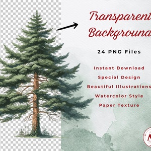 May include: Watercolor illustration of a green pine tree with a brown trunk. The image has a transparent background and is part of a set of 24 PNG files.