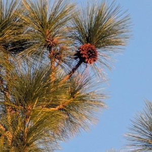 Longleaf Pine Seeds