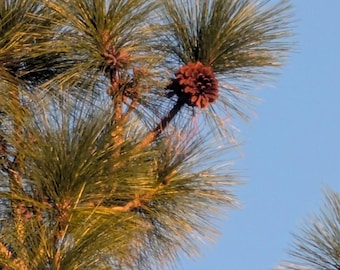 Longleaf Pine Seeds