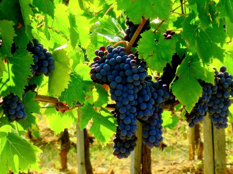 Sangiovese Grapes of Tuscany image 1