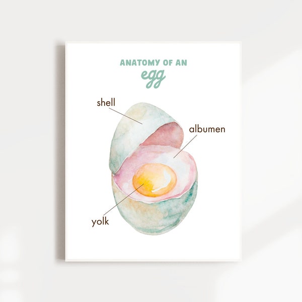 Egg Anatomy Poster, Educational Poster, Parts of an Egg, Homeschool Printables, Egg unit, Bird Egg Print, Nature Study, Printable