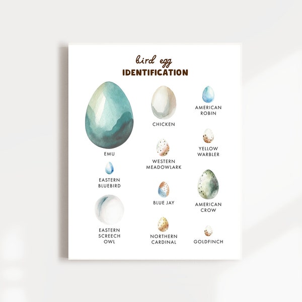 Bird Egg Poster, Educational Poster, Homeschool Printables, Egg unit, Bird Egg Print, Nature Study, Printable