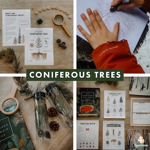 May include: A collection of educational resources for learning about coniferous trees. The set includes a printable worksheet, a diagram of a coniferous tree, a magnifying glass, a pine cone math activity, a scavenger hunt, and a book about why evergreen trees keep their leaves.