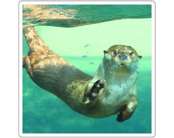 Playful Swimming Otter Sticker | Glossy Vinyl Aquatic Animal Decal