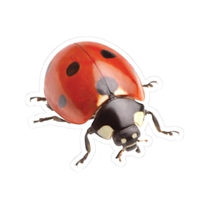 Adesivi a forma di bacio a forma di coccinella, simpatici adesivi per amanti della fauna selvatica per bottiglie d'acqua e computer portatili, adesivi realistici per insetti, entomologia