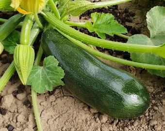 Courgette 'Black Beauty' - 10 Zaden