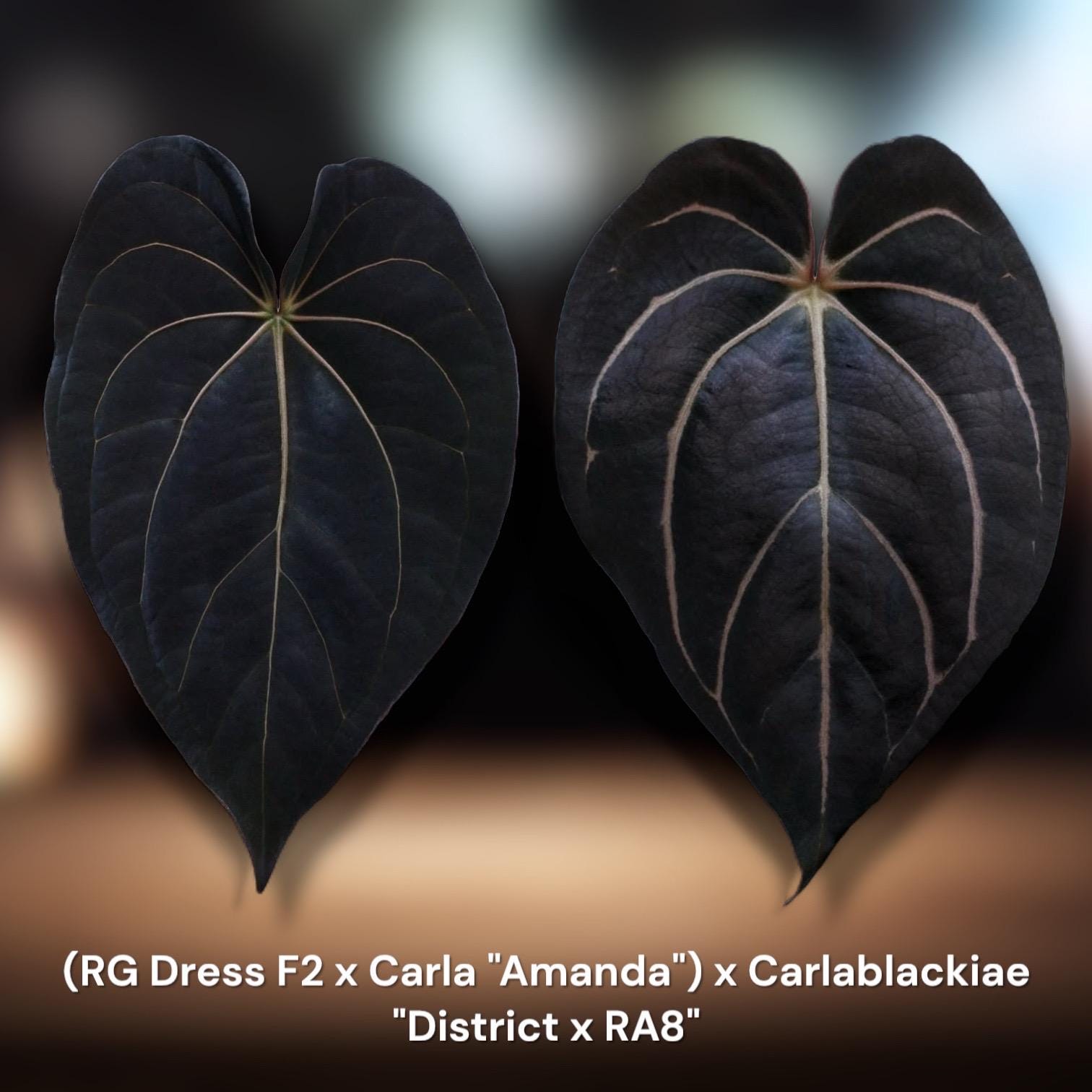 や*こ様 Carlablackiae× (Aos x Carlablackiae Carlablackiae – Granthuriums