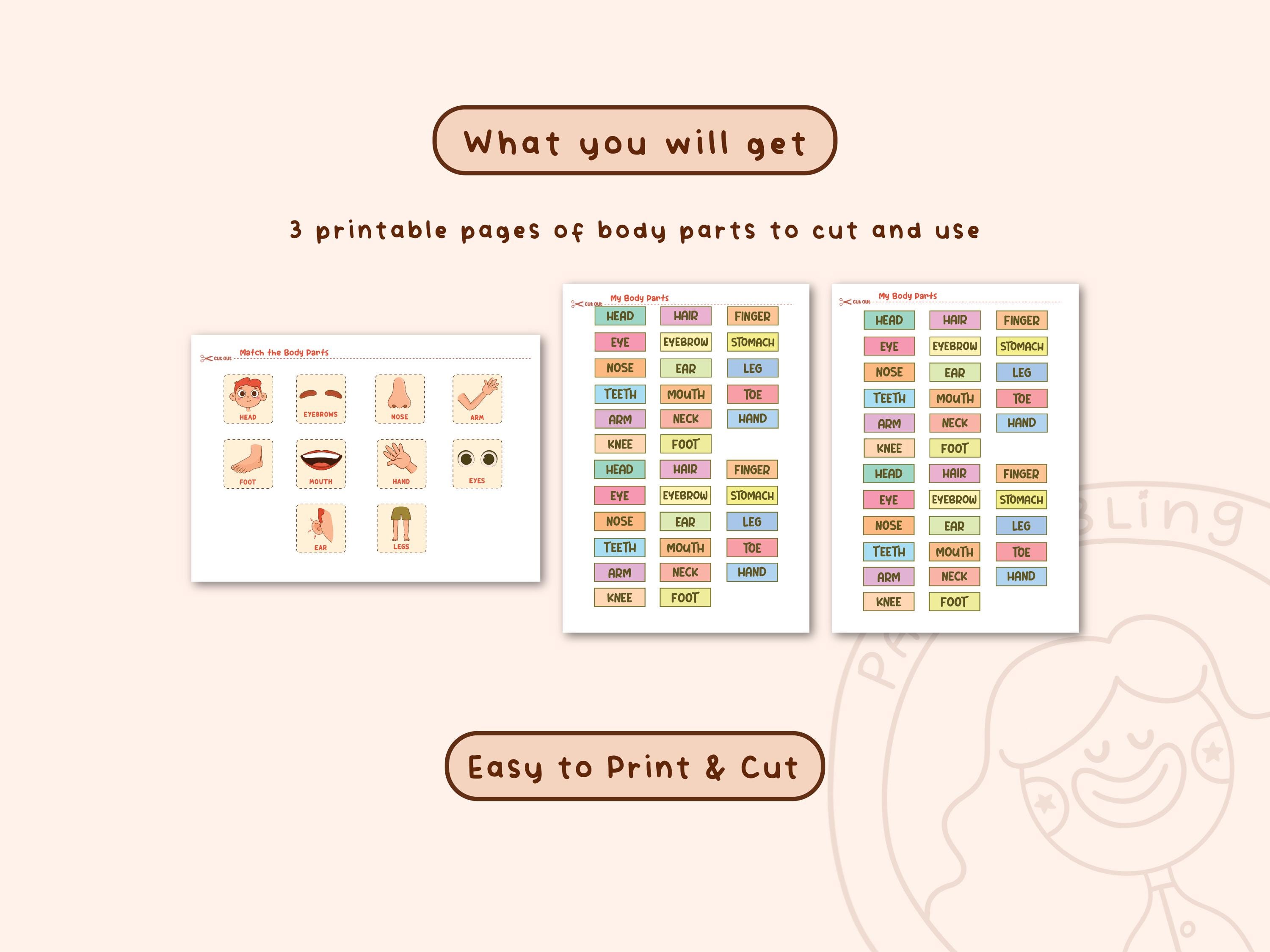 Body Parts Matching Game: Montessori Learning Activity (printable PDF ...