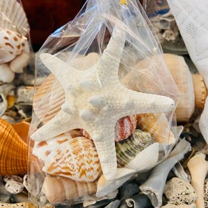 May include: A clear plastic bag filled with a variety of seashells and a single white starfish. The bag is tied at the top with a gold-colored twist tie. The collection includes shells in shades of white, tan, brown, and reddish-orange.