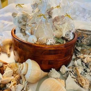 May include: A large, round, dark brown wooden bowl filled with several clear plastic bags containing assorted seashells and starfish, tied with gold twist ties. Additional loose seashells are scattered around the base of the bowl.