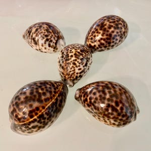 May include: Five smooth, oval-shaped cowrie shells arranged in a cluster. Each shell features a glossy, cream-colored base with a dense pattern of dark brown to black spots of varying sizes distributed across the entire exterior surface.
