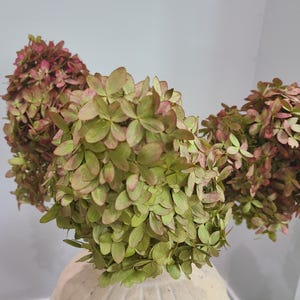 May include: Three clusters of dried hydrangea flowers featuring a blend of muted green and dusty pink petals. The flower heads are dense and rounded, showcasing a natural, aged texture with overlapping petals in varying shades of soft earth tones.