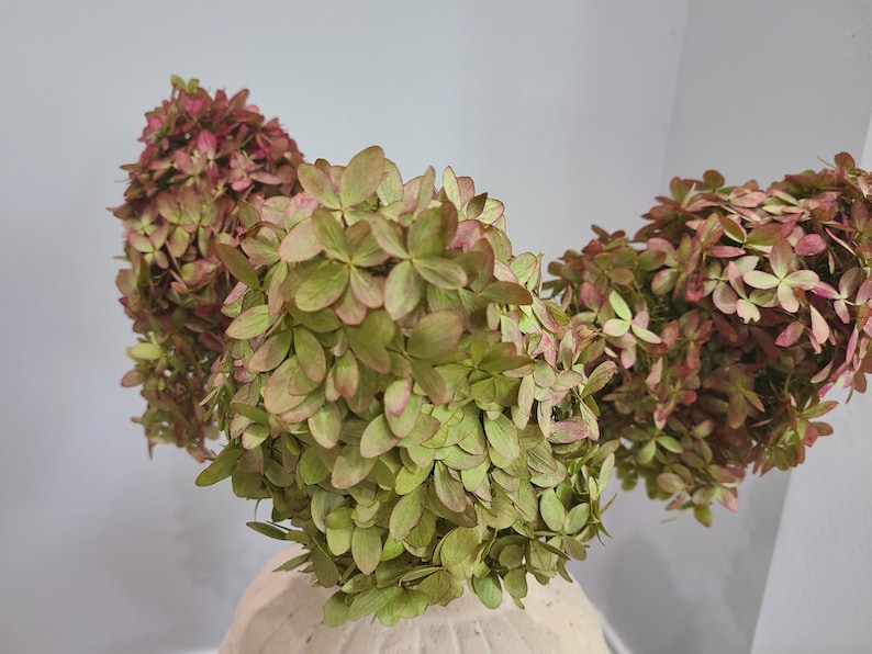 May include: Three clusters of dried hydrangea flowers featuring a blend of muted green and dusty pink petals. The flower heads are dense and rounded, showcasing a natural, aged texture with overlapping petals in varying shades of soft earth tones.