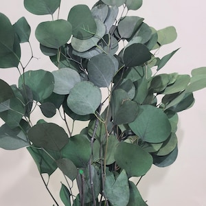 preserved eucalyptus bunches dried floral home decor preserved vase filler greenery stems