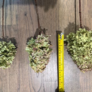 May include: Three dried hydrangea flower heads with green and muted pink petals attached to thin brown stems. A yellow measuring tape is positioned next to the largest flower head, showing a length of approximately 8 inches for the bloom.