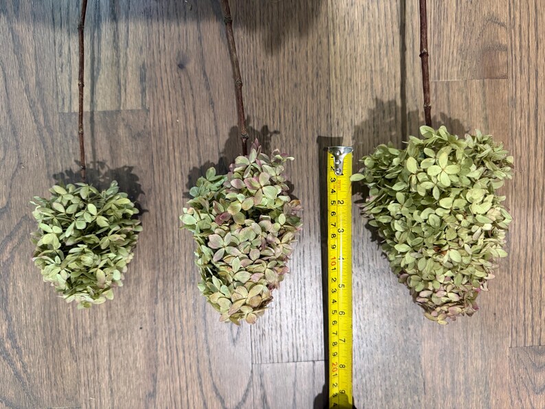 May include: Three dried hydrangea flower heads with green and muted pink petals attached to thin brown stems. A yellow measuring tape is positioned next to the largest flower head, showing a length of approximately 8 inches for the bloom.