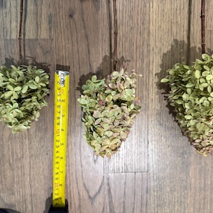 May include: Three dried hydrangea flower heads with brown stems, arranged in a row. A yellow measuring tape is placed next to the center flower, showing a length of approximately 8 inches for the flower head. The petals are light green and pink.