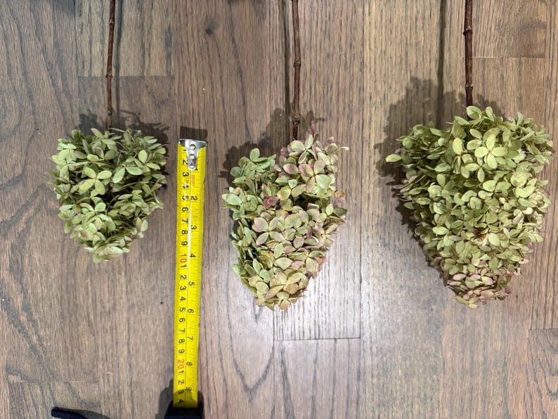 May include: Three dried hydrangea flower heads with brown stems, arranged in a row. A yellow measuring tape is placed next to the center flower, showing a length of approximately 8 inches for the flower head. The petals are light green and pink.