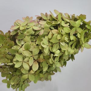 May include: A dried hydrangea flower head featuring a dense cluster of small, overlapping petals in shades of pale lime green and muted olive, with subtle hints of soft pink along the edges, attached to a thin, dark brown woody stem.