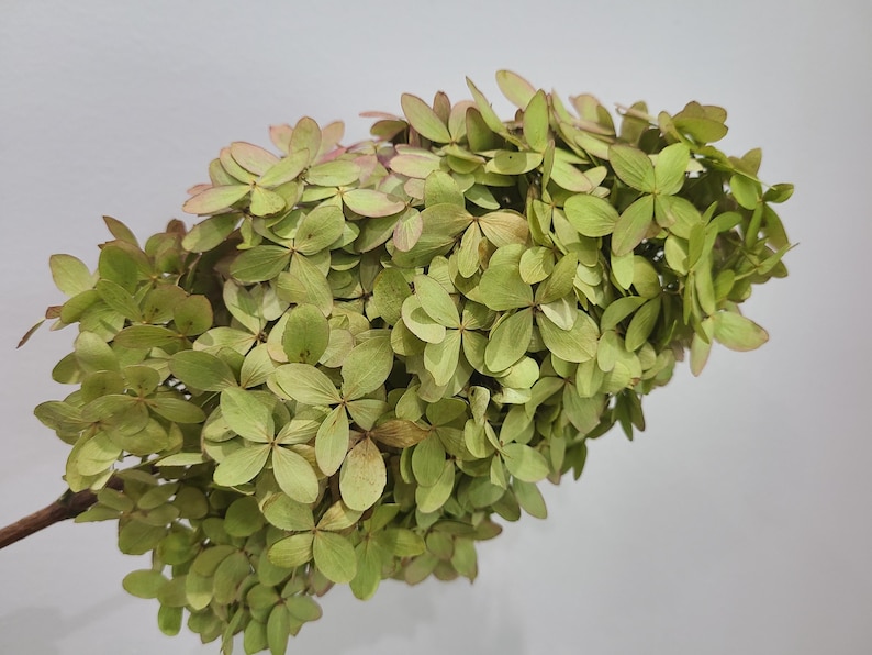 May include: A dried hydrangea flower head featuring a dense cluster of small, overlapping petals in shades of pale lime green and muted olive, with subtle hints of soft pink along the edges, attached to a thin, dark brown woody stem.