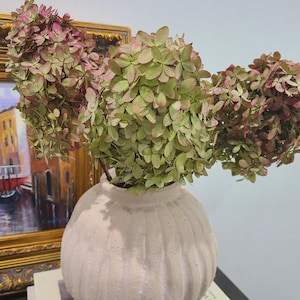 May include: A round, white, ribbed ceramic vase holds three large, dried hydrangea stems. The flowers display a mix of muted green and dusty pink tones. The vase has a textured, matte finish and a wide, rounded body with a narrow opening at the top.