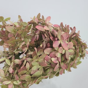May include: A dried hydrangea flower head featuring a dense cluster of small, papery petals in muted shades of dusty pink, soft mauve, and pale sage green, attached to a thin, woody brown stem against a plain, light-colored background.