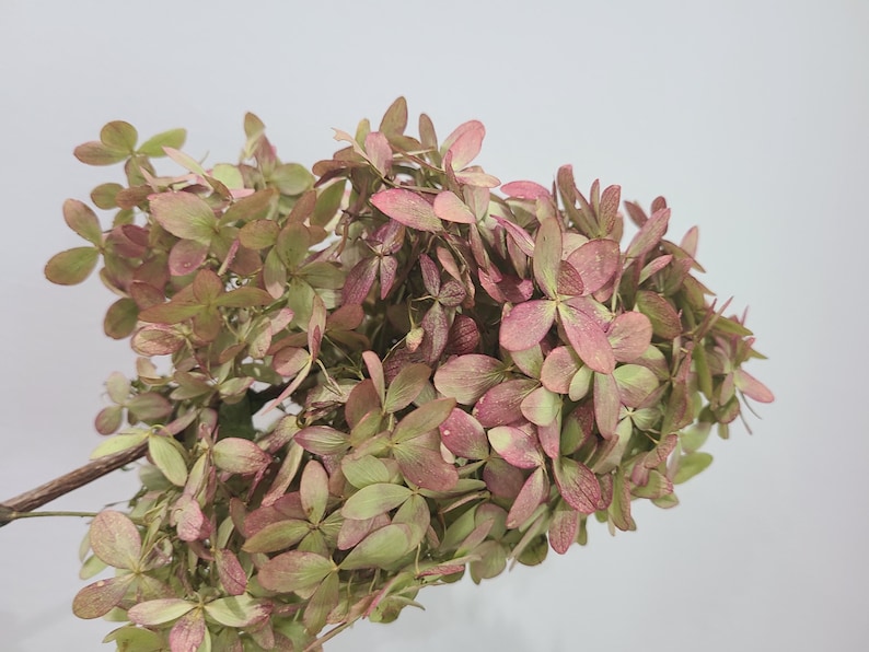 May include: A dried hydrangea flower head featuring a dense cluster of small, papery petals in muted shades of dusty pink, soft mauve, and pale sage green, attached to a thin, woody brown stem against a plain, light-colored background.