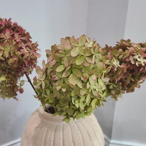 May include: Three stems of dried hydrangea flowers featuring a blend of muted green and dusty pink petals. The flowers are arranged in a round, cream-colored ceramic vase with a vertical ribbed texture and a narrow neck opening.