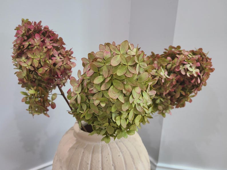 May include: Three stems of dried hydrangea flowers featuring a blend of muted green and dusty pink petals. The flowers are arranged in a round, cream-colored ceramic vase with a vertical ribbed texture and a narrow neck opening.
