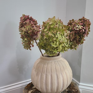 May include: A round, off-white ceramic vase with a ribbed, textured surface holds three large stems of dried hydrangea flowers. The hydrangea blooms display a mix of muted green and dusty pink tones, creating a natural, dried floral arrangement.